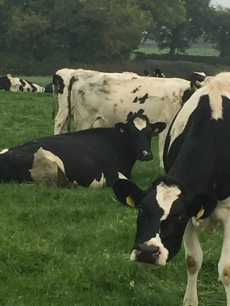 UE : Multiplication des réformes laitières attendue cette année | Lait de Normandie... et d'ailleurs | Scoop.it