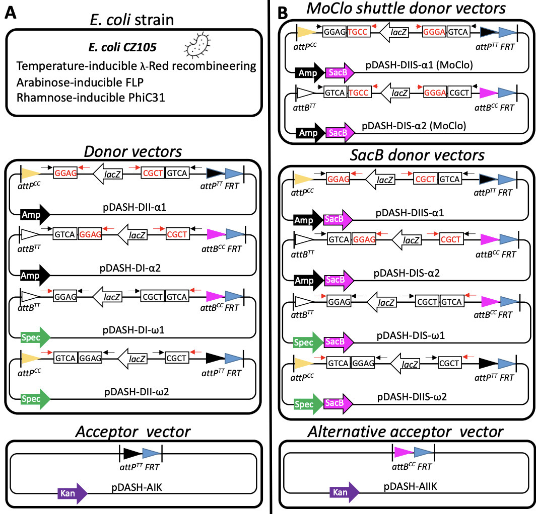 DASH: A versatile and high-capacity gene stacki...