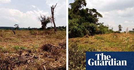 'A shame for the world': Uganda's fragile forest ecosystem destroyed for sugar | Private sector | The Guardian | International Economics: IB Economics | Scoop.it