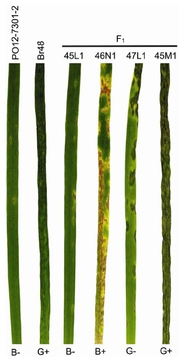 Phytopathology: Genetic Analysis of Host Species Specificity of Magnaporthe oryzae Isolates from Rice and Wheat | Plants and Microbes | Scoop.it