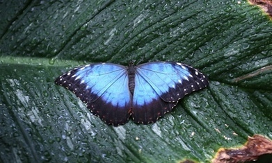 Seven fabrics inspired by nature: from the lotus leaf to butterflies and sharks | Biomimicry 3.8 | Scoop.it