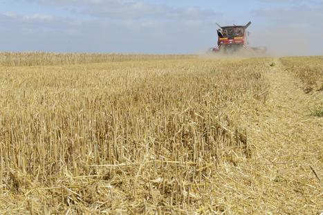 L&rsquo;Europe en dessous des 300&nbsp;millions de tonnes de c&eacute;r&eacute;ales | EUROPES | Scoop.it