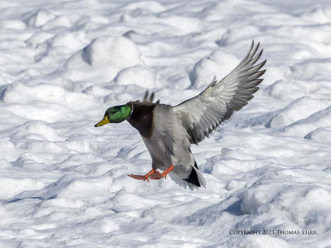 Duck Landing on Snow | Mirrorless Cameras | Scoop.it