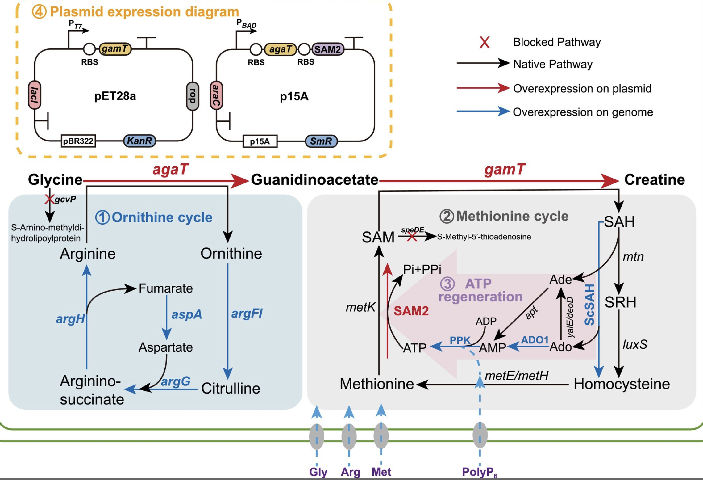 Reconstitution of Methionine Cycle With ATP Reg...