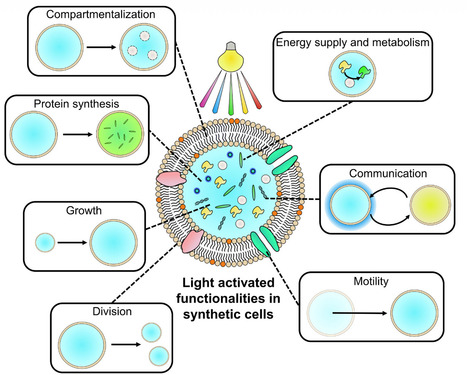 Let There be Light! Light as an Engine and Regulator in Synthetic Cells | angeC | RMH | Scoop.it