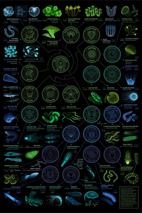 A visual compendium of glowing creatures | IELTS, ESP, EAP and CALL | Scoop.it