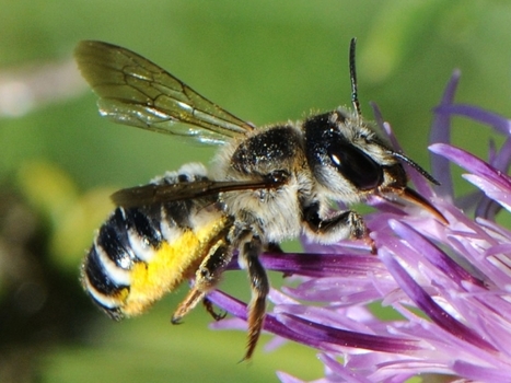 Le S&eacute;nat prot&egrave;ge les n&eacute;onicotino&iuml;des au m&eacute;pris des abeilles, de la biodiversit&eacute; et de la sant&eacute; publique | EntomoNews | Scoop.it