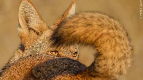 This Is No Illusion—Just the Best Wildlife Photo Entries of the Year | Industry 411 - Waste Management | Scoop.it