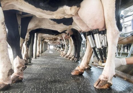 UK : Les transformateurs de produits laitiers augmentent le prix du lait de septembre | Lait de Normandie... et d'ailleurs | Scoop.it