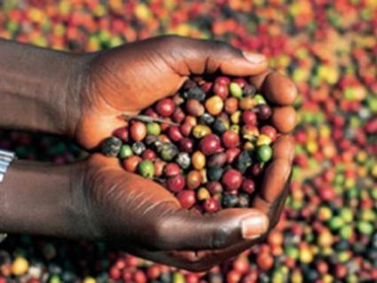 Café : la Côte d’Ivoire relève son prix au producteur | Questions de développement ... | Scoop.it