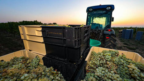 Le vin bio, l'exception d'un march&eacute; mondial en r&eacute;cession | Marketing International | Scoop.it