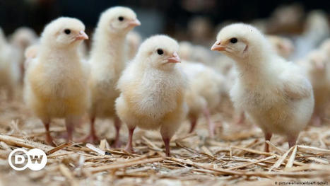 Germany bans male chick culling from 2022 | News | DW | 20.05.2021 | World Science Environment Nature News | Scoop.it