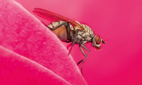 Rencontrez les fourmis sur le terrain - La Salamandre