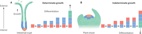Science: How a long-lived fungus keeps mutations in check (2014) | Plant Pathogenomics | Scoop.it