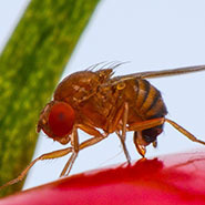 Une guêpe japonaise pour lutter contre la mouche suzukii | EntomoNews | Scoop.it
