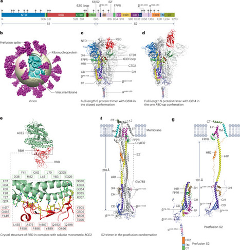 SARS-CoV-2 spike protein: structure, viral entry and variants | Nature Reviews Microbiology | Virology News | Scoop.it