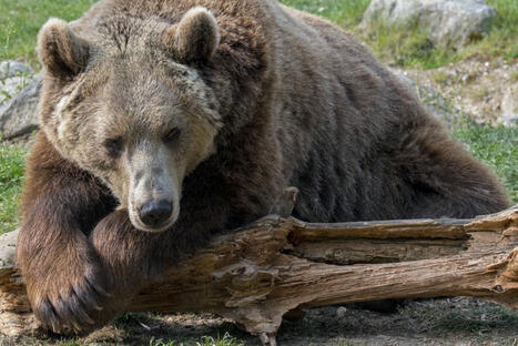 Avec une centaine d'individus, l'ours toujours plus présent dans les Pyrénées mais aussi en danger en raison de la consanguinité | Vallées d'Aure & Louron - Pyrénées | Scoop.it