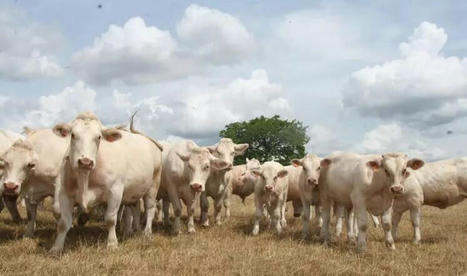 Viande : Lur Berri acquiert le négoce de bétail Alliance Occitane | Actualité Bétail | Scoop.it