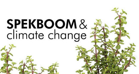 Spekboom And Climate Change - In The News - Spec-Savers South Africa | Biodiversity, Climate Change, Environment, Conservation, Forestry, Fisheries, Oceans and Coasts | Scoop.it