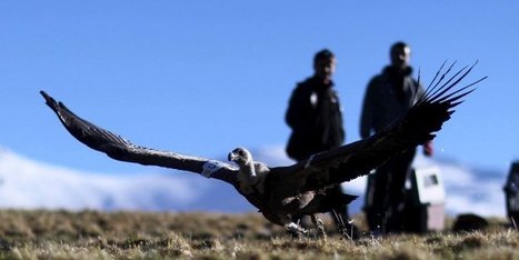 Les vautours du Parc national des Pyrénées équipés de GPS | Biodiversité | Scoop.it