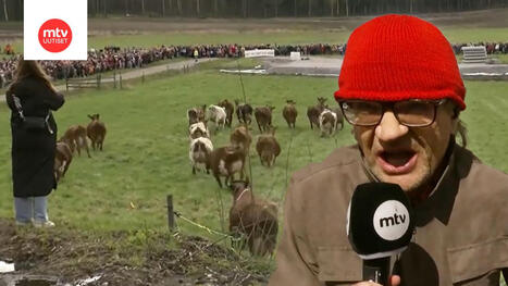 Viikin lehmät kirmasivat laitumelle | MTV Uutiset | 1Uutiset - Lukemisen tähden | Scoop.it