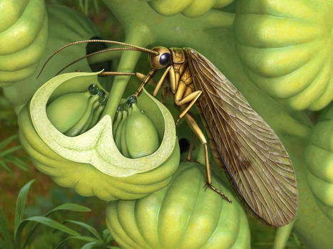 Du mutualisme insecte-plante bien avant les plantes à fleurs ? | EntomoNews | Scoop.it