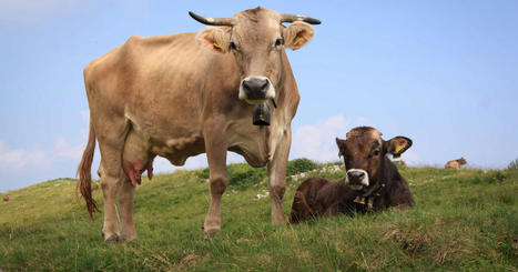 Quand la FAO met la pression pour baisser (artificiellement) les chiffres des émissions du bétail | Actualité Bétail | Scoop.it