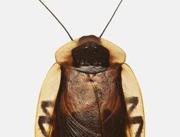 Des nouvelles des insectes : On peut compter sur les blattes | EntomoNews | Scoop.it