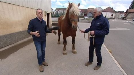 Moins de poulains chez les chevaux comtois - France 3 Franche-Comt&eacute; | Cheval et Nature | Scoop.it