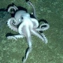 We Know So Little: Lost world of creatures at Antarctic deep-sea vents | OUR OCEANS NEED US | Scoop.it