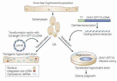 Nature Rev Microbiol: Hypovirulence: Mycoviruses at the fungal-plant interface (2005) | Plants and Microbes | Scoop.it