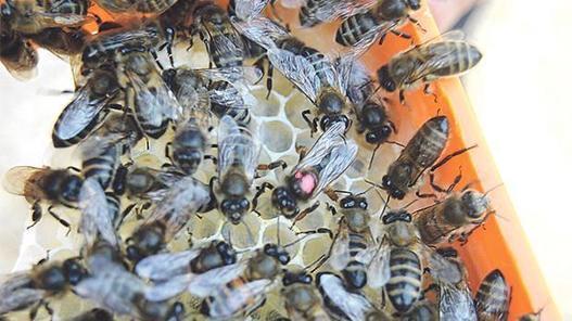 ‘Stem inevitable decline of Maltese honeybee’