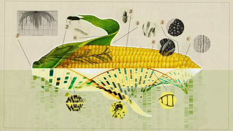 UE : Nouveaux OGM, la grande volte-face | EUROPES | Scoop.it