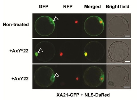 Nature Precedings: Ligand induced cleavage and nuclear localization of the rice XA21 immune receptor | Plants and Microbes | Scoop.it