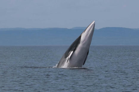 Les baleines ont-elles un nombril? | Revue de presse Cétacés | Scoop.it
