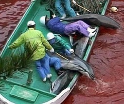 Dolphins showing up on world dinner plates | OUR OCEANS NEED US | Scoop.it