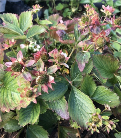 New Disease report &bull; P&eacute;rez-L&oacute;pez Lab 2021 &bull; First evidence of the occurrence of a putative new subgroup of &lsquo;Candidatus Phytoplasma asteris&rsquo; (16SrI) associated with strawberry green petal disease in... | Originals | Scoop.it