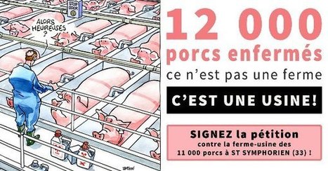 Pétition! 12 000 porcs enfermés: délire agro-industriel | 16s3d: Bestioles, opinions & pétitions | Scoop.it