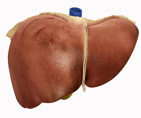 Is An 'Off The Shelf' Liver Coming Soon? | 21st Century Innovative Technologies and Developments as also discoveries, curiosity ( insolite)... | Scoop.it