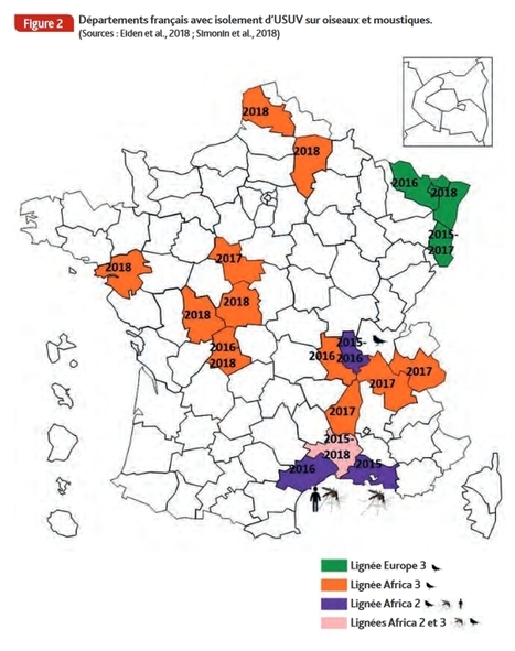 Confirmation d’une infection autochtone à virus Usutu (secteurs des Landes et de Gironde) | EntomoNews | Scoop.it