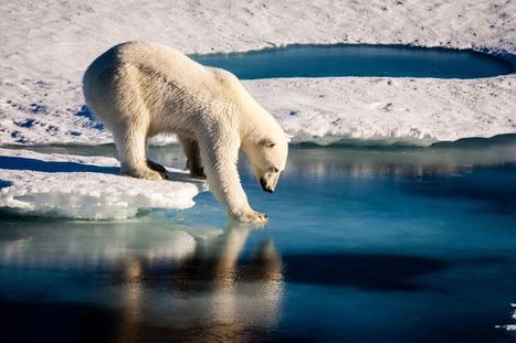 «L'Arctique est un des endroits du monde qui se réchauffe le plus vite» | Changement climatique & Biodiversité | Scoop.it