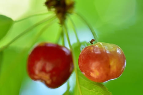 La technique de l&rsquo;insecte st&eacute;rile au service des agro&eacute;cosyst&egrave;mes fran&ccedil;ais - INRAE INSTIT | Pour innover en agriculture | Scoop.it