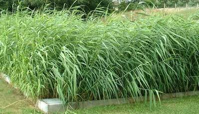 Assainissement non collectif - Information sur les installations : Massif filtrant plant&eacute; (avec ou sans fosse) | Build Green, pour un habitat &eacute;cologique | Scoop.it