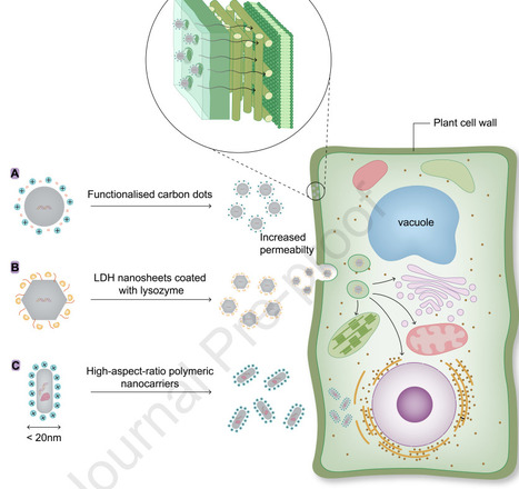 Smart Nanocarriers for Plant Genetic Engineering | pcm | RMH | Scoop.it