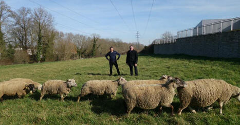 Heillecourt. Écopâturage : des brebis pour préserver la biodiversité | Forêt, Bois, Milieux naturels : politique, législation et réglementation | Scoop.it