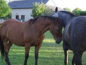 Comment acheter un bon cheval de loisir et de randonn&eacute;e | Cheval et Nature | Scoop.it