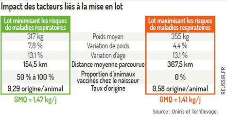 Des facteurs logistiques affectent les broutards en engraissement | Actualité Bétail | Scoop.it