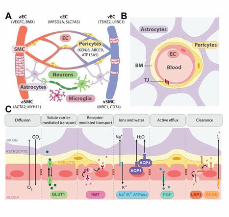 Ruslan Rust on LinkedIn: New review from our lab published in BRAIN We explore how molecular… | NeuroImmunology | Scoop.it
