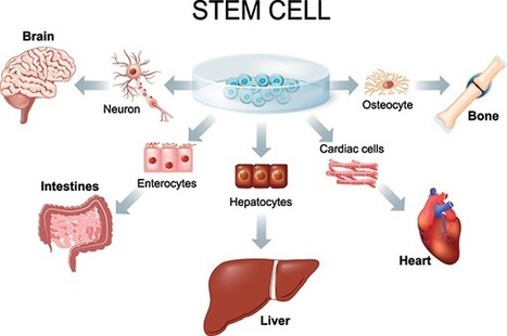 The Healing Power Of Stem Cells | Adult Stem Cells Repair Body | Scoop.it