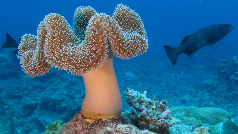 Exploring Carolina Canyons: Under Pressure: Shrinking Styrofoam Cups in the  Deep Sea: NOAA Office of Ocean Exploration and Research